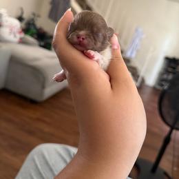 Hershey - Chocolate parti male Pomeranian puppy in Stanton, California from Pure hearts