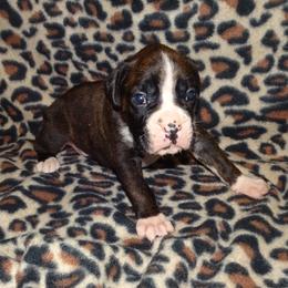 Boxer Puppies from Safiro Boxers