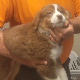Dolly - Red tri-color female Australian Shepherd puppy in Oak Ridge, Missouri from Myers Farm Aussies