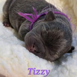Tizzy - Blue female French Bulldog puppy in Hemlock, Michigan from A&D Frenchies