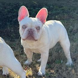 Dumpling - Tricolors female French Bulldog puppy in Evans, Georgia from Le’ Petit Frenchies