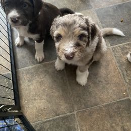 Aussiedoodle Puppies from Drew’s Aussies & Doodles