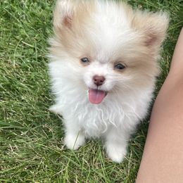 Pomeranian Puppies from POMS USA