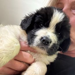 Girl 1 - White and black female Newfoundland puppy in Saukville, Wisconsin from Crossroads Canines ~ Brussels Griffon and Newfoundland Dogs
