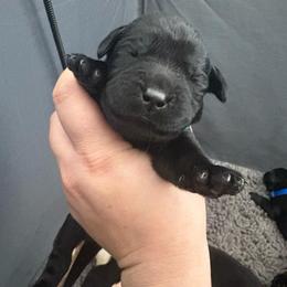 Teal Black male 4 - Black male Labrador Retriever puppy in Menifee, California from The Golden Leash Kennels