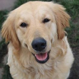 Golden Retriever All Grown Up from Prim's Golden Retrievers