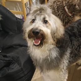 Chihuahuas, Goldendoodles, and Yorkshire Terriers from Rosie Mtn Doodles