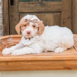 Millie - Cream female Goldendoodle puppy in Iola, Texas from Supreme Doodles of Texas