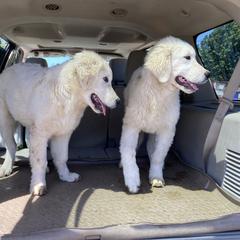 Beau - male Maremma Sheepdog puppy in Kings County, California from Prancing Pony Farm Maremma Sheepdogs