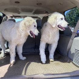 Beau - male Maremma Sheepdog puppy in Kings County, California from Prancing Pony Farm Maremma Sheepdogs
