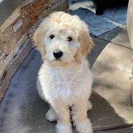 Goldendoodles and Golden Retrievers from Golden Valley Farm and Kennel