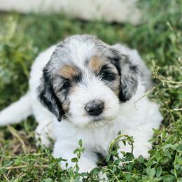 Bernedoodle Puppies from Salty Point Doodles