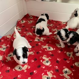 Havanese Puppies from Dearheart Havanese
