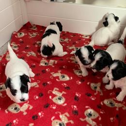 Havanese Puppies from Dearheart Havanese