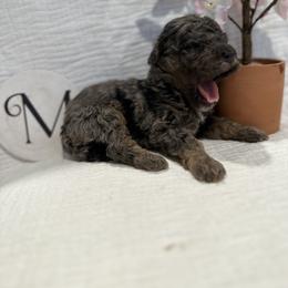 Poodle Puppies from Moore Poodles