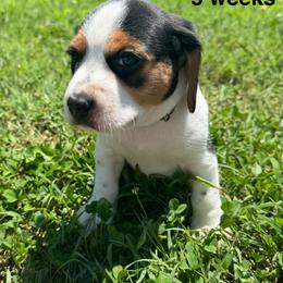 Inx - Black white and tan male Beagle puppy in Rogersville, Missouri from Hales Little Beagle Haven