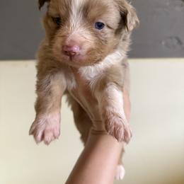 Hadley - Red merle female Miniature Australian Shepherd puppy in Mount Airy, Georgia from North Georgia Gems