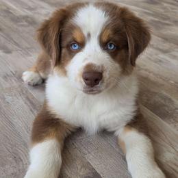 Cristiano FIFA - Red tri-color male Australian Shepherd puppy in Solon, Maine from Mountain Range Australian Shepherds