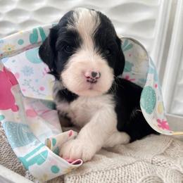 Piper - Black and white female Sheepadoodle puppy in Rocky Point, North Carolina from CelticDoods