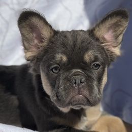 Ava - Tricolors female French Bulldog puppy in Hemet, California from Bowman Pups
