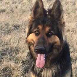 German Shepherds from Broken Arrow AKC German Shepherds