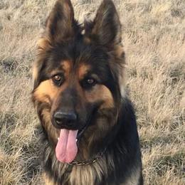 German Shepherds from Broken Arrow AKC German Shepherds