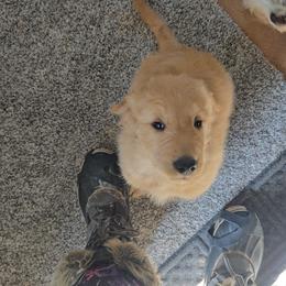 Boy 2 - male Goldendoodle puppy in Athelstane, Wisconsin from Caldron Falls Doodles and Poodles