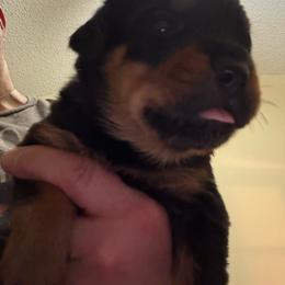 Green boy - Black and mahogany male Rottweiler puppy in Colorado Springs, Colorado from Von Locher Rotties