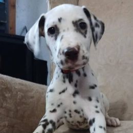 Cerberus HUA (Red Collar) - White and liver brown male Dalmatian puppy in Raymondville, Missouri from Wagner's Dalmatian's