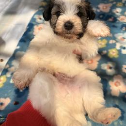 Beau  (Boy 1) - Parti male Miniature Schnauzer puppy in Scottsboro, Alabama from EsKay Mini Schnauzers