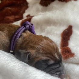 Redbone Coonhound Puppies from Helper Hounds