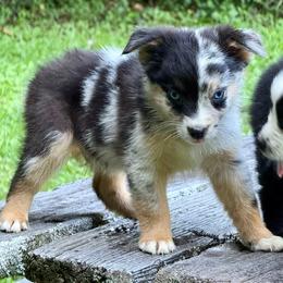 Rune - Blue merle male Miniature Australian Shepherd puppy in Patterson, North Carolina from DreamLine Aussies