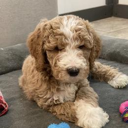 Frosty - Red  male Goldendoodle puppy in Sugarcreek, Ohio from True Hearted Doodles