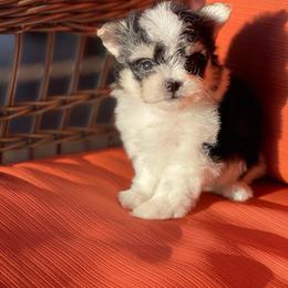 Morkie and Yorkshire Terrier Puppies from Jewels Yorkshire’s