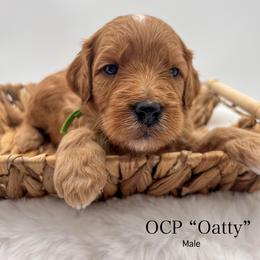 Oatty - Red  male Goldendoodle puppy in Sunman, Indiana from Brunsman Country Doodles LLC