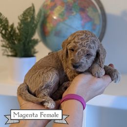 Goldendoodle Puppies from Rebecca Goldendoodles