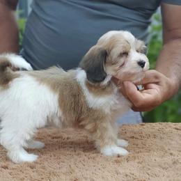 Cavachon, Cavalier King Charles Spaniel, Cavapoo, and Havanese Puppies from Peaks Pups & Cavachon Love Chocolate Cavaliers, Cavaliers, Cavachon’s, Cavapoos & Havanese
