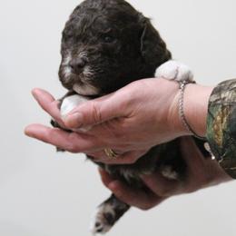 Lagotto Romagnolo Puppies from Royal and Loyal Lagotto Romagnolo
