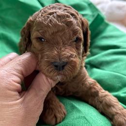 Hendrix - Red  male Poodle puppy in Mount Vernon, Illinois from AMC Poodles