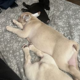 French Bulldog puppies from Northgate Frenchies