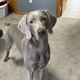 Weimaraners from Rustic Moon Weimaraners