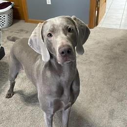 Weimaraners from Rustic Moon Weimaraners