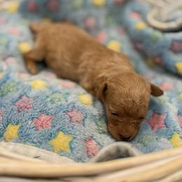 ALC Light red to apricot female - Red  female Poodle puppy in Quincy, Florida from Always Best Kennels, Inc
