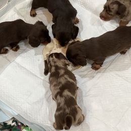 Dachshund Puppies from Andrea Swayne