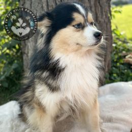 Pomsky Puppies from Lake in the hills Pomskies