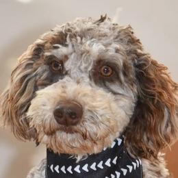 Labradoodles and Poodles from My Pals