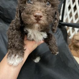 Poodle puppies from House of  Red Toy Poodles