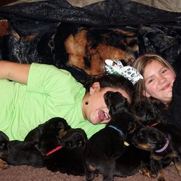 Rottweiler Puppies from Mountain High Kennels