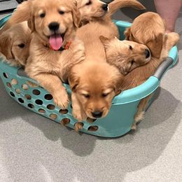 Golden Retriever puppies from Ellabell Goldens
