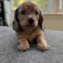 Rain - Dapple male Dachshund puppy in Mc Donough, Georgia from L & J Kennel